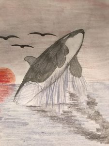 orca breaching